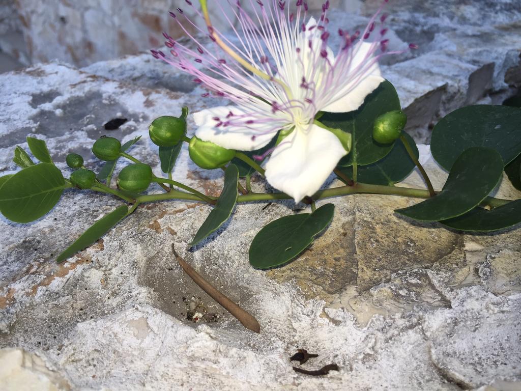 Ca' Di Bianca Hotell Moneglia Exteriör bild